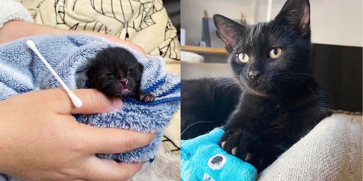 Kitten was So Small When He was Found, Now He Fetches 'Gifts' for