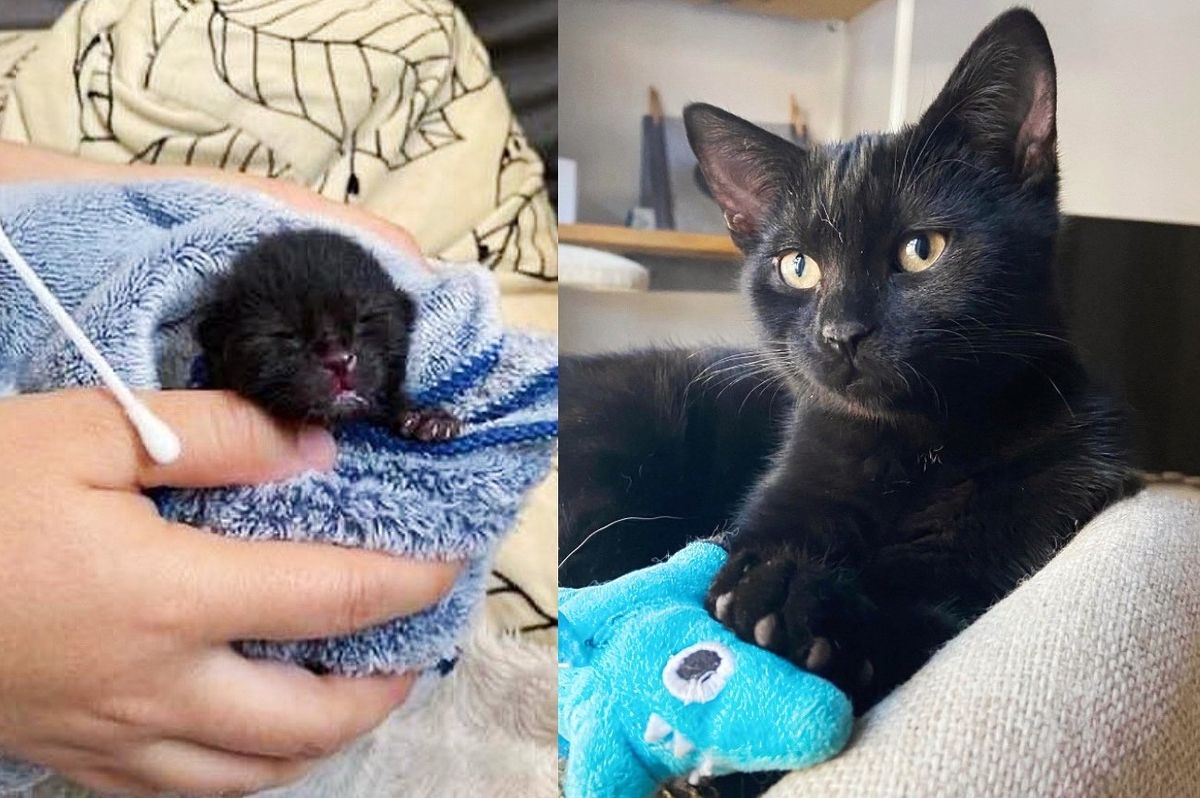 Kitten was So Small When He was Found, Now He Fetches 'Gifts' for His Humans Each Day