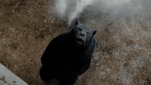 No, Bears Aren't Attracted To Menstruating Campers. They Just Want Your Food.