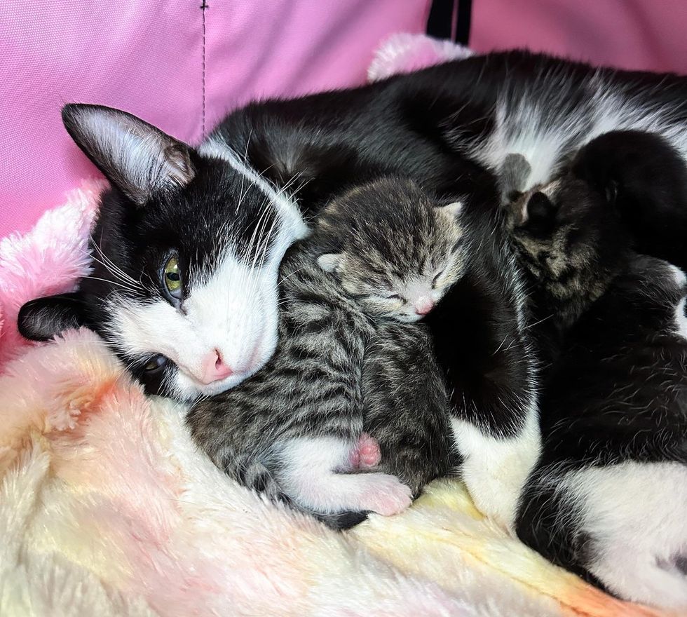 cat mom snuggling kittens