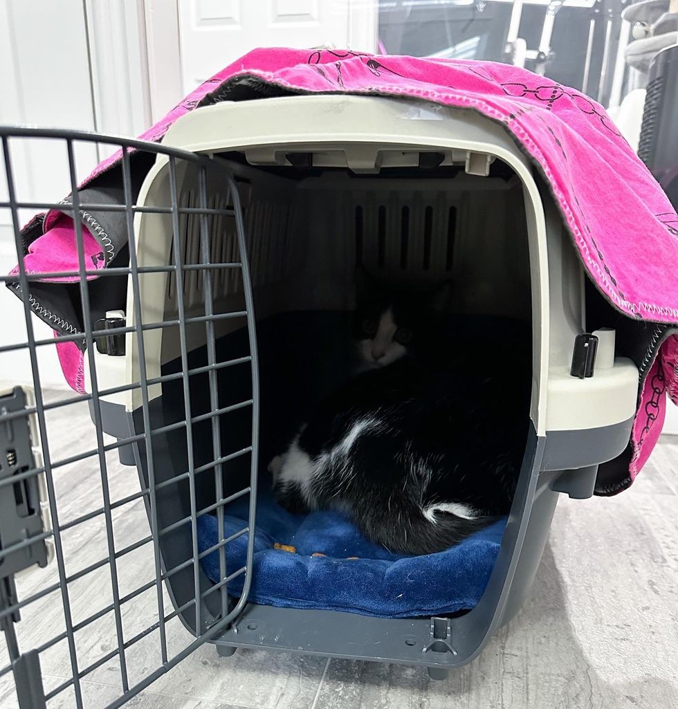 cat hiding in carrier