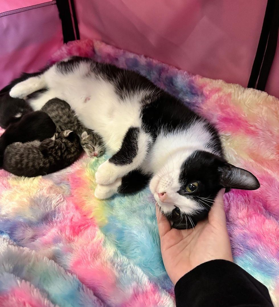 cat snuggling kittens sleeping