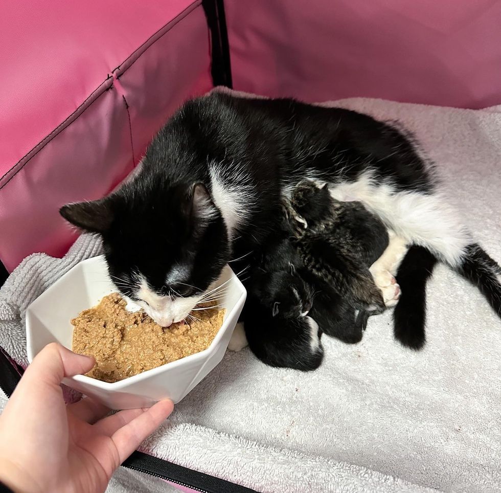 cat nursing kittens