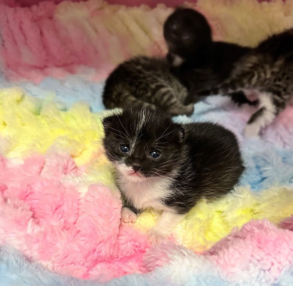 tuxedo kitten tiny