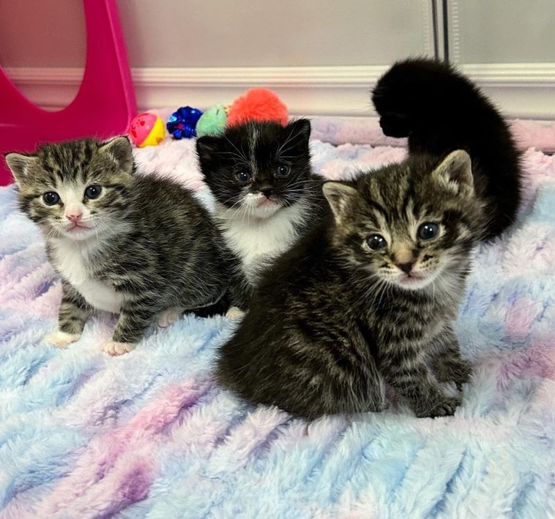 tabby kittens exploring