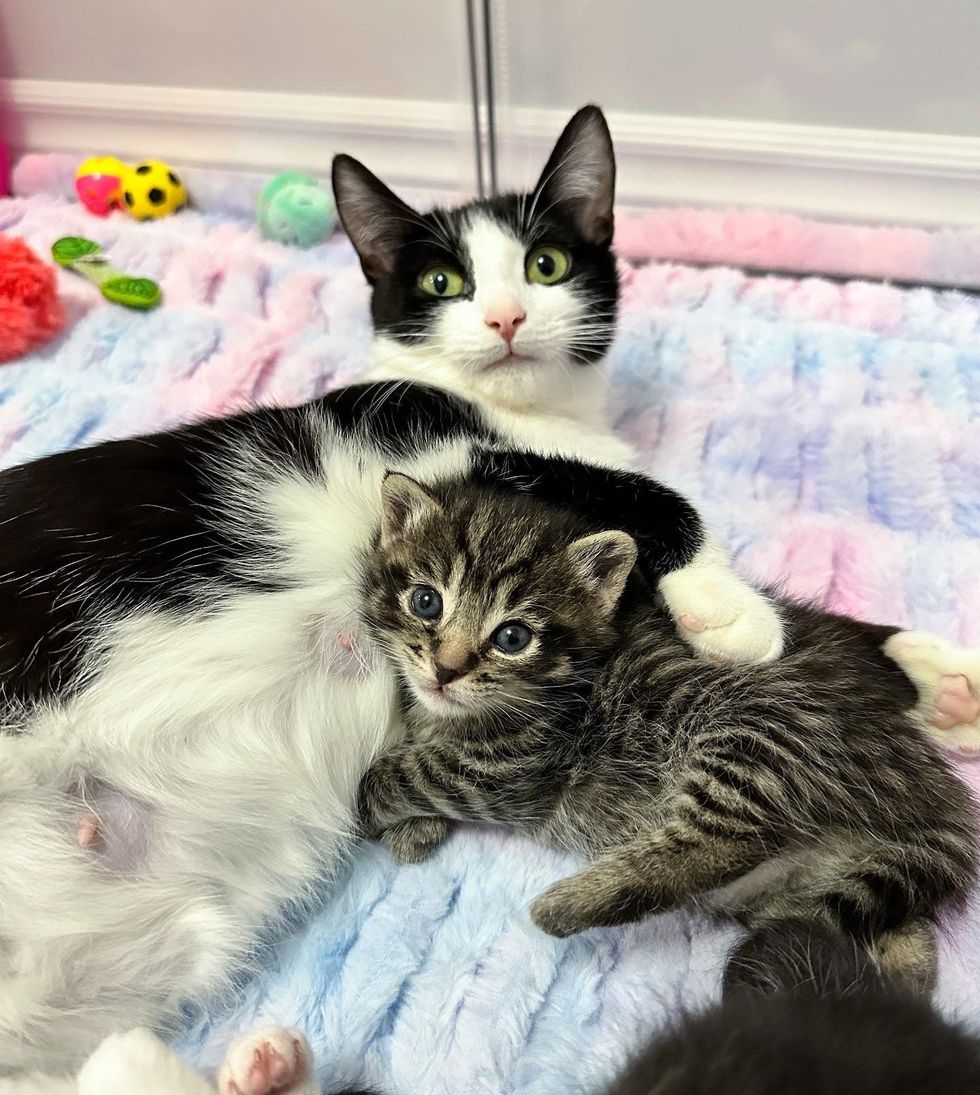 cat mom cuddling kitten