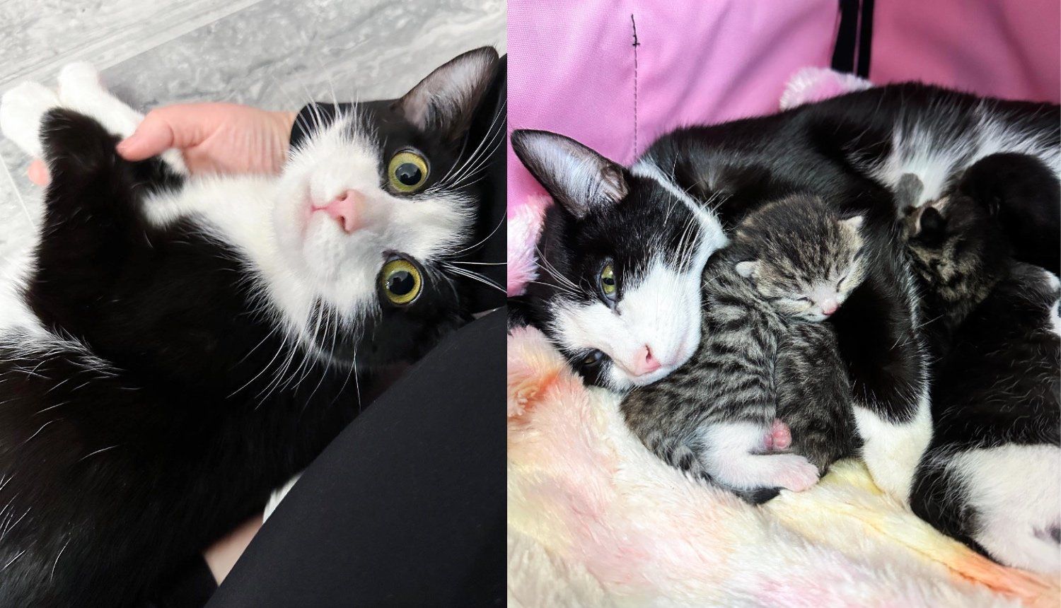 Cat Becomes Sweet Ray of Sunshine When Someone Opens Their Home, So Her Four Little Kittens Can Thrive