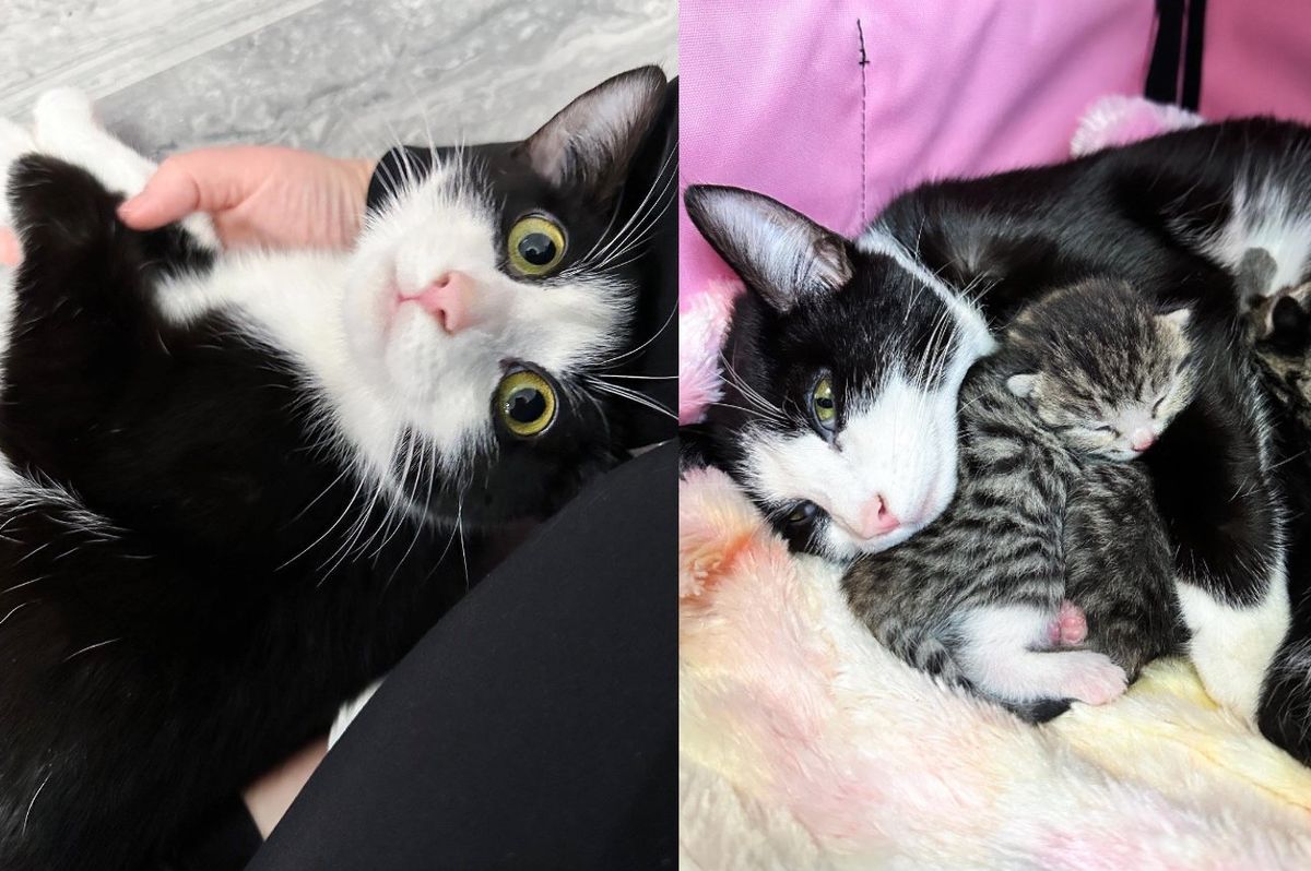 Cat Becomes Sweet Ray of Sunshine When Someone Opens Their Home, So Her Four Little Kittens Can Thrive