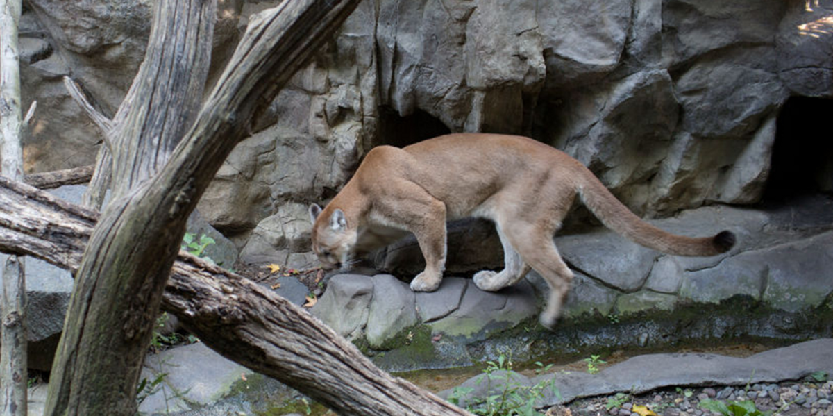 NextImg:Mountain lion attacks man's head while he sits in a hot tub, officials say the cat 'didn't recognize the people'
