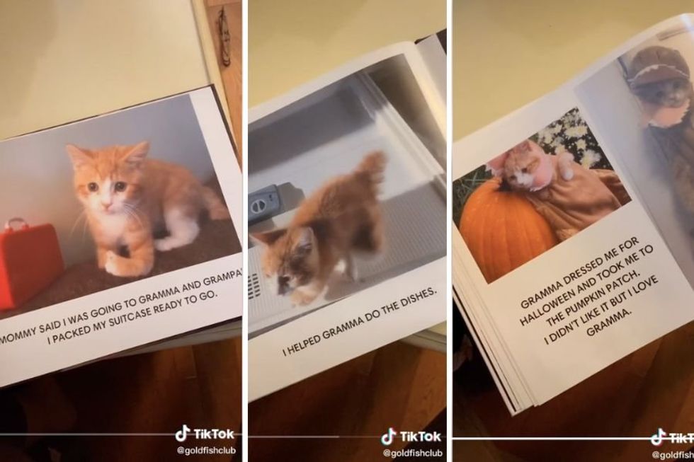 Ricky the kitten spent 2 weeks at Gramma and Grampa's and the photobook is everything