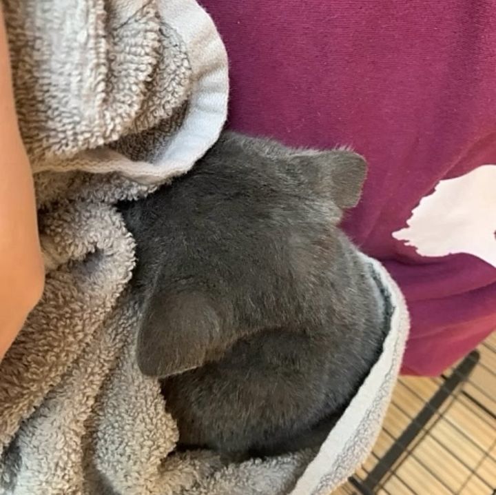 shy kitten hiding blanket
