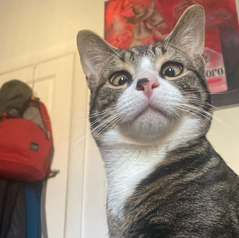 cat cross eyed looking bubbles