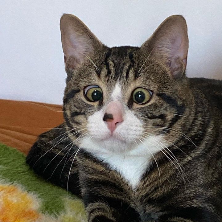 tabby cat cross eyed