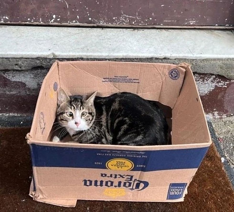 cat abandoned in box