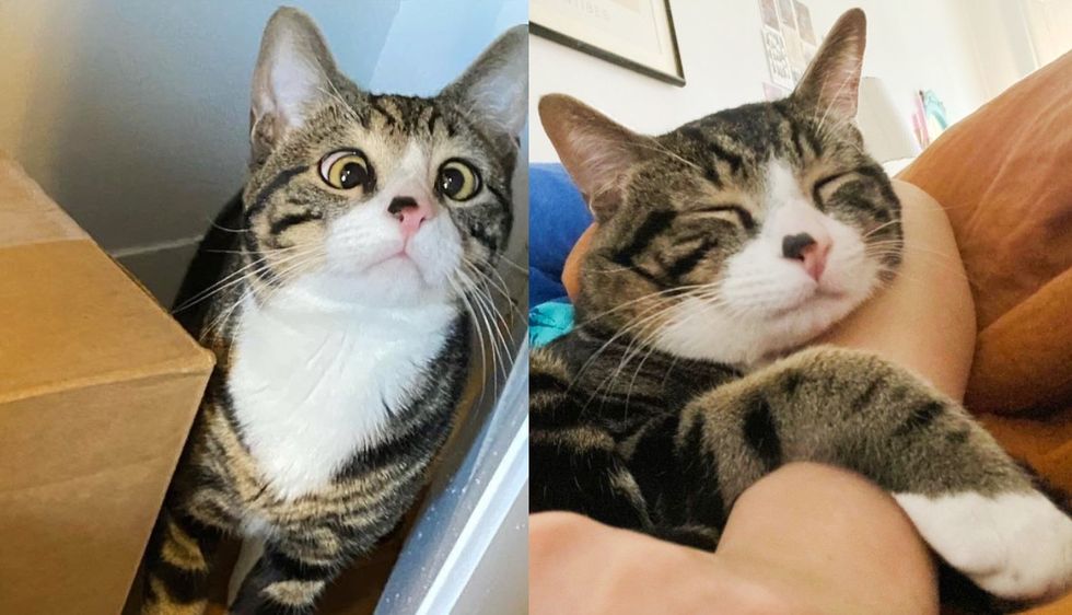 Cat Found in a Box on a Stoop Starts to Shine When a Couple Takes a Chance and Changes His Life