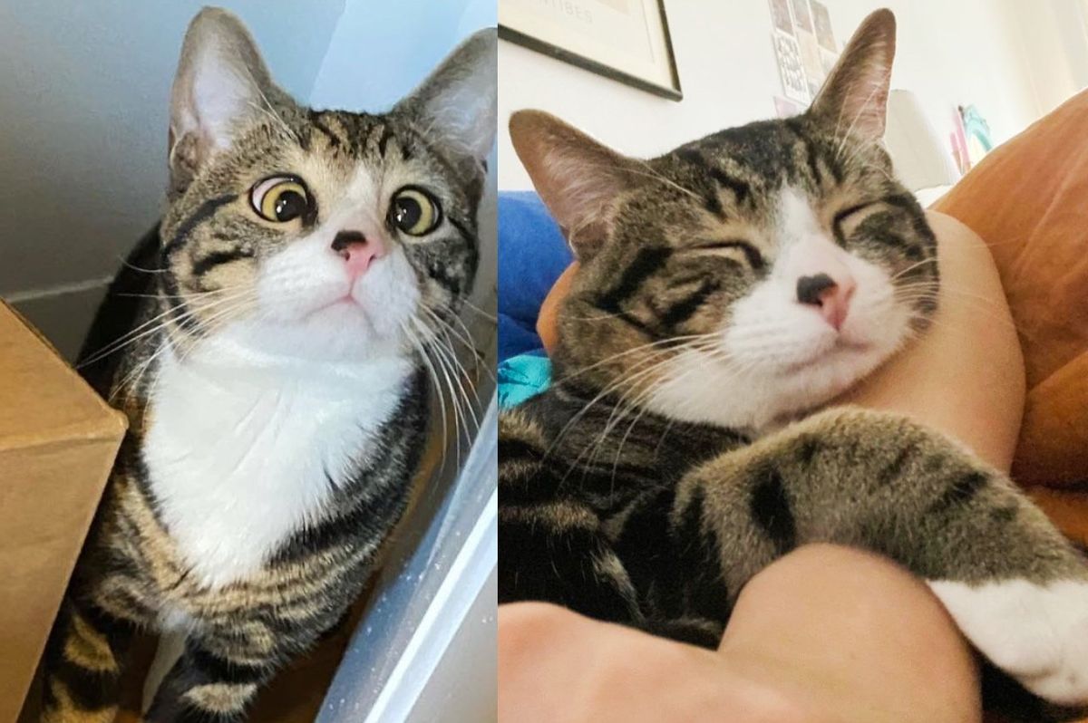 Cat Found in a Box on a Stoop Starts to Shine When a Couple Takes a Chance and Changes His Life