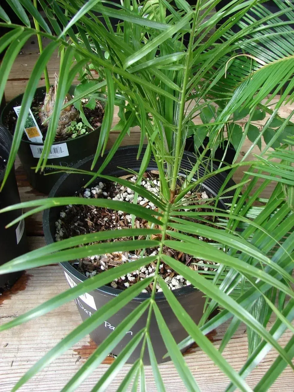 Dwarf Date Palm, Arecaceae, best house plants