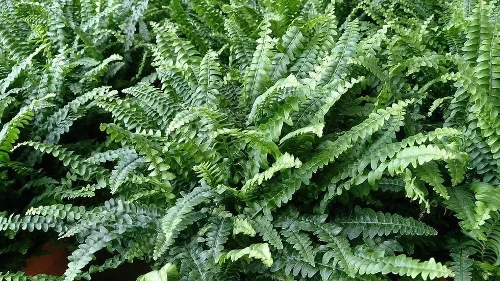 Boston Fern, Nephrolepidaceae, plants