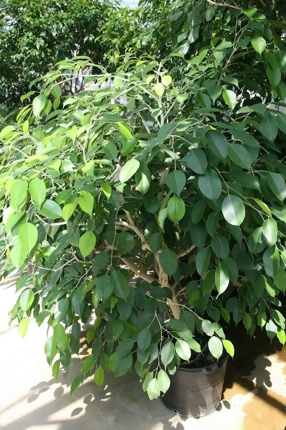 Weeping Fig, green house gases, Moraceae