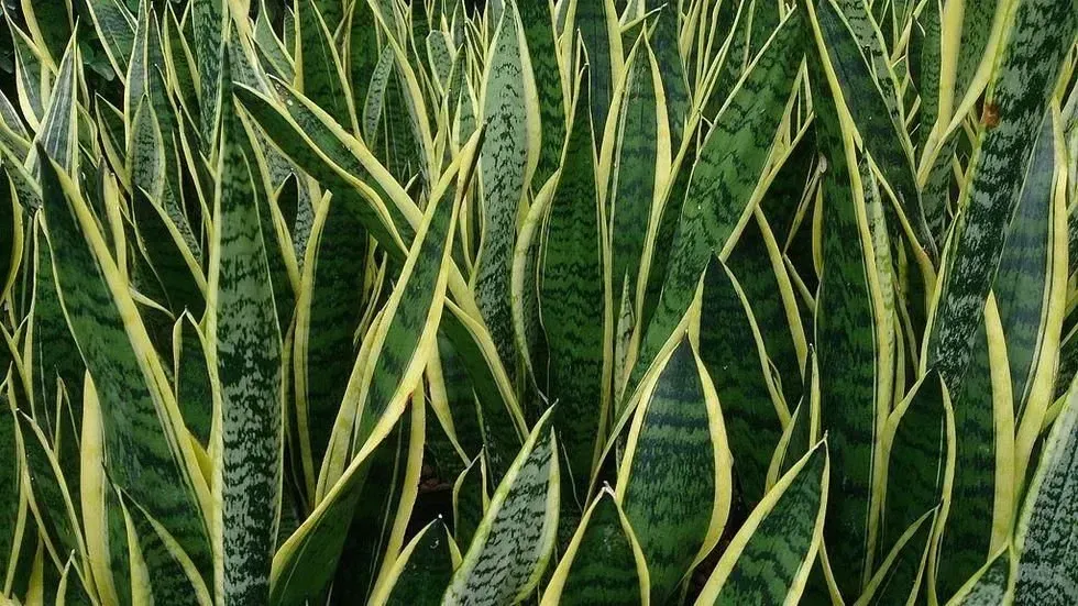 herbaceous, Varigated Snake Plant, flowers