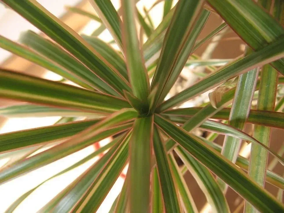 Red-Edged Dracaena, Dracaena, Century Plant