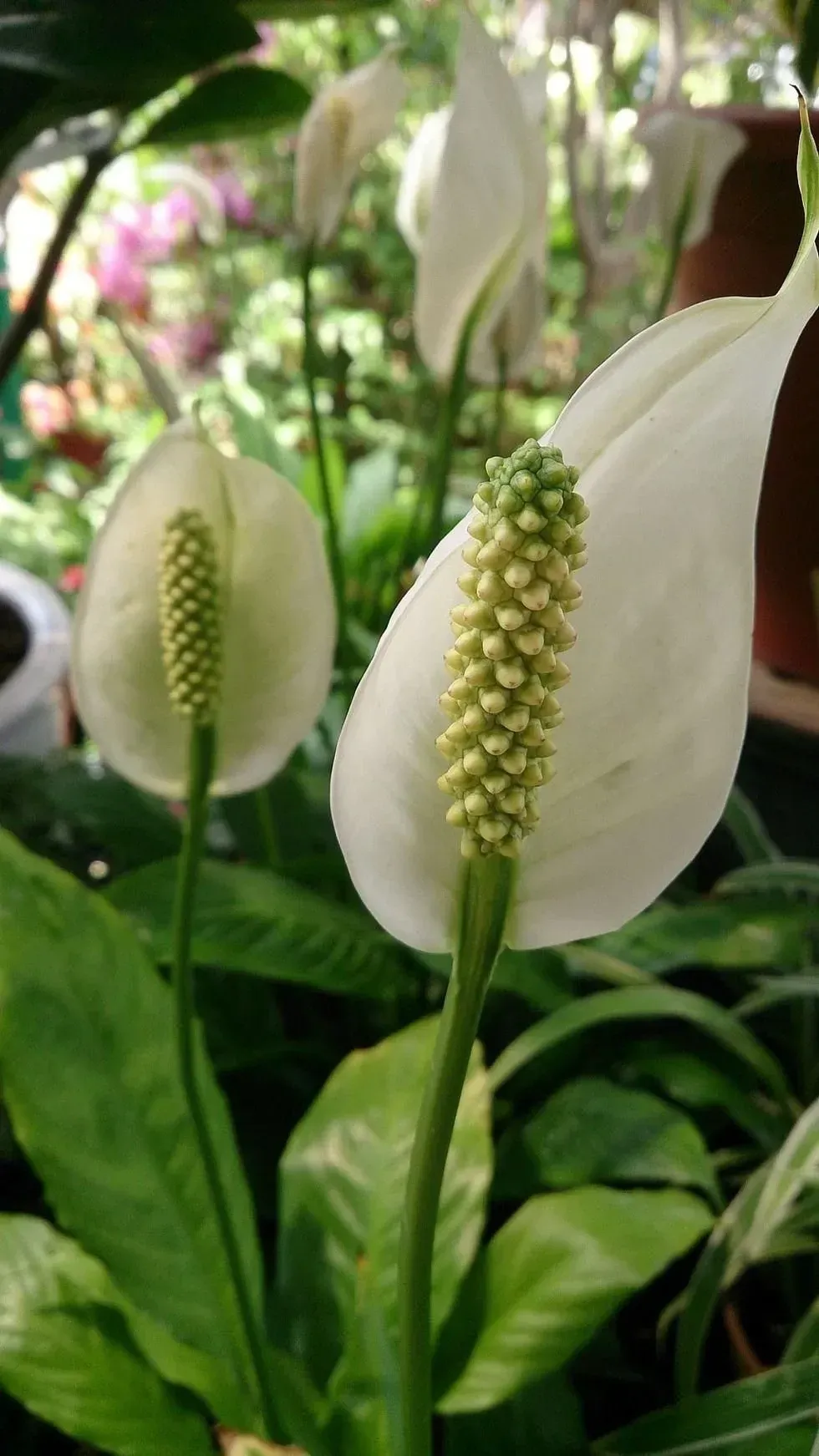 Peace Lily, plant care, hardiness