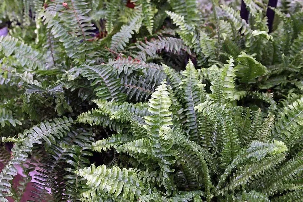 Kimberly Queen Fern, Nephrolepidaceae, plant family