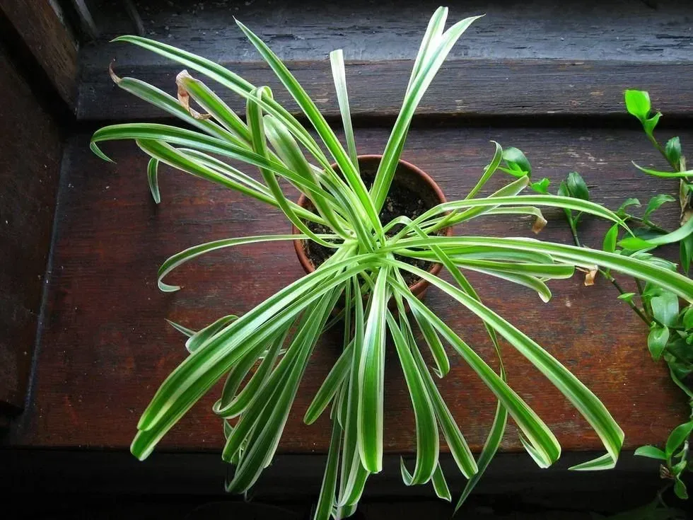 Spider Plant, Asparagaceae, air