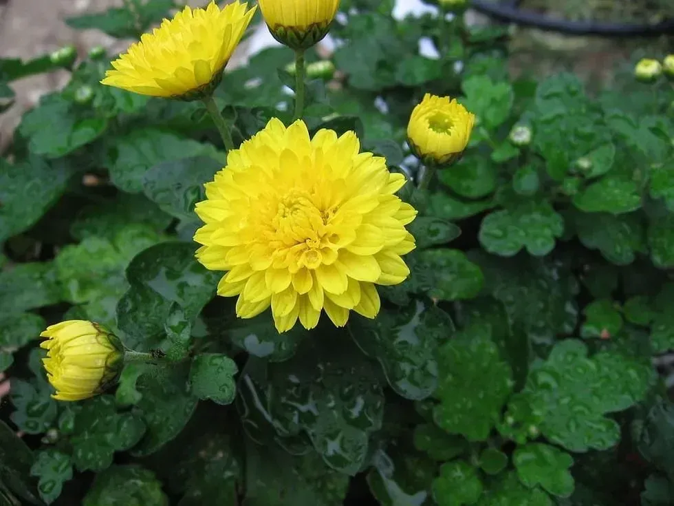 Florist\u2019s Chrysanthemum, health benefits, photosynthesis