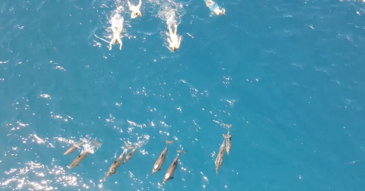 Drone shot of swimmers approaching dolphins