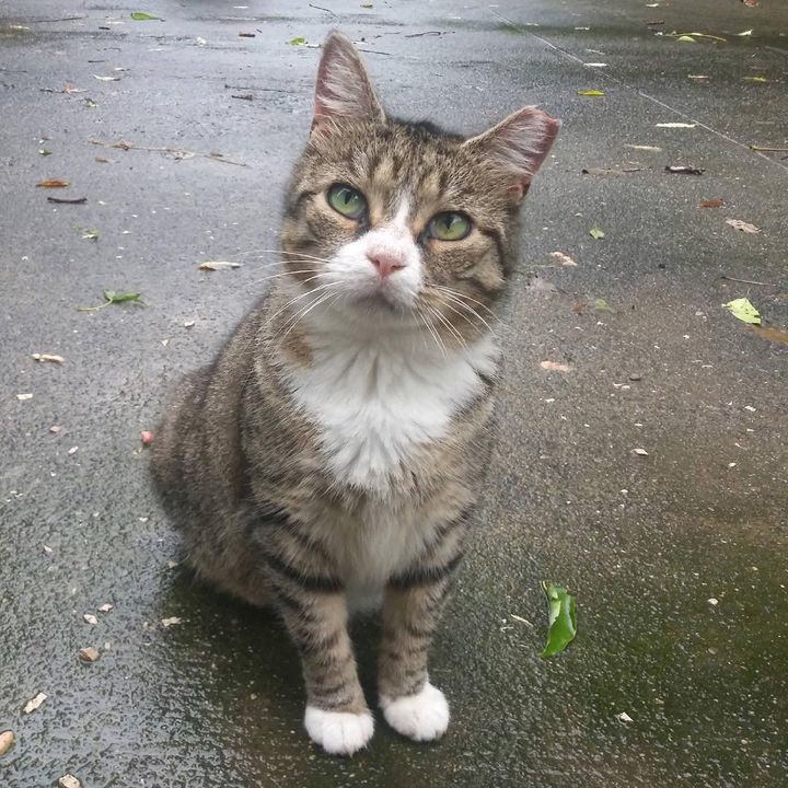 feral cat tabby