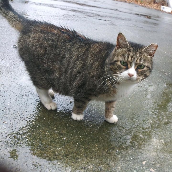 feral cat tabby big bern