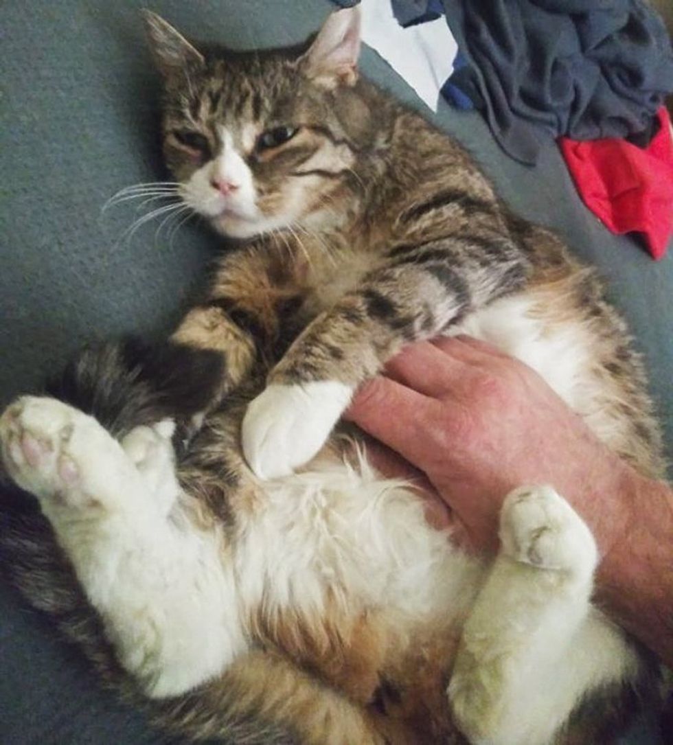 cat belly rubs