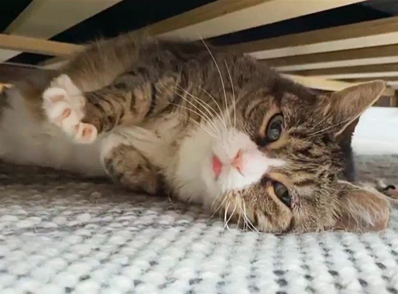 tabby cat under bed