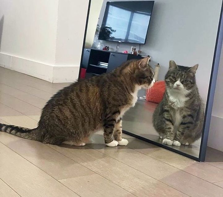 tabby cat mirror