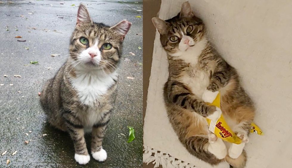 Cat Gives Indoor Life a Try After Living Outside Most of His Life, Turns Out It's the Best Thing Ever