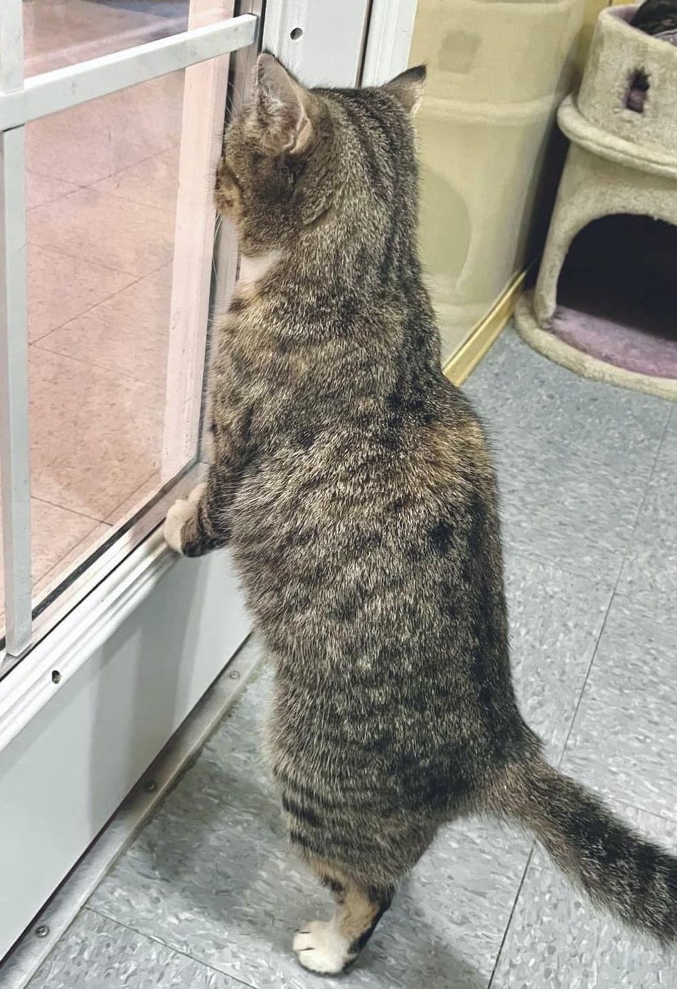 cat waiting at door shelter