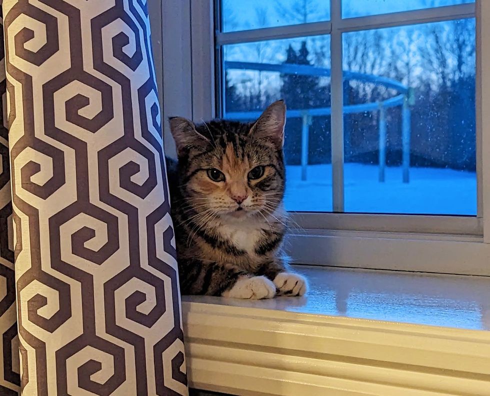 tabby feline  window