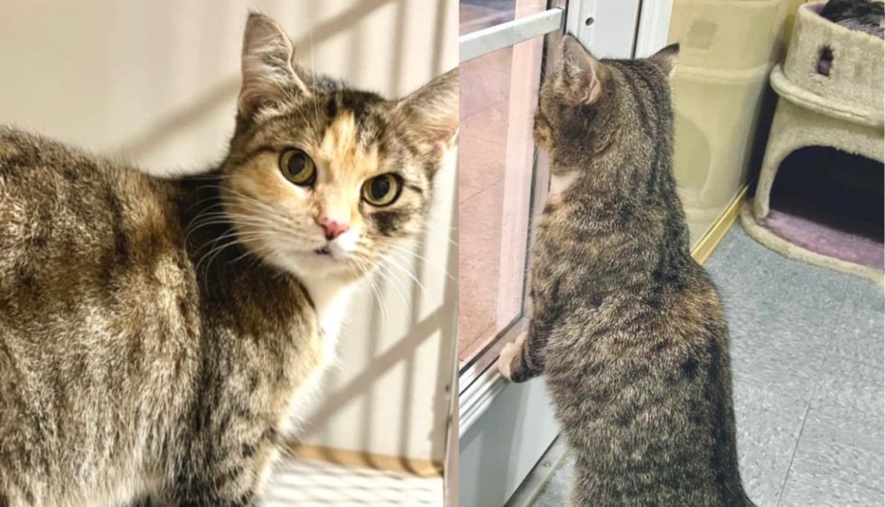 Cat Known for 'Cattitude' Stands by the Door in Shelter Every Day Until She Lands Dream Home