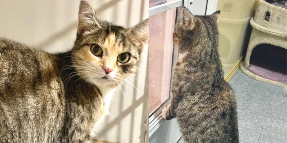 Meet Dollie: Cat who survived mystery illness in need of new home