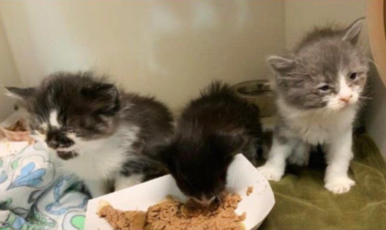 shelter kittens