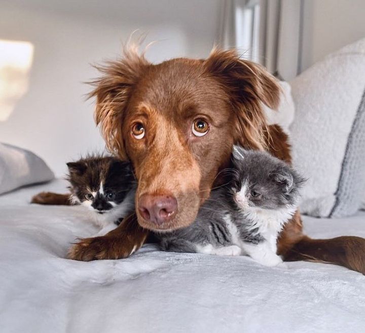 kittens snuggly dog