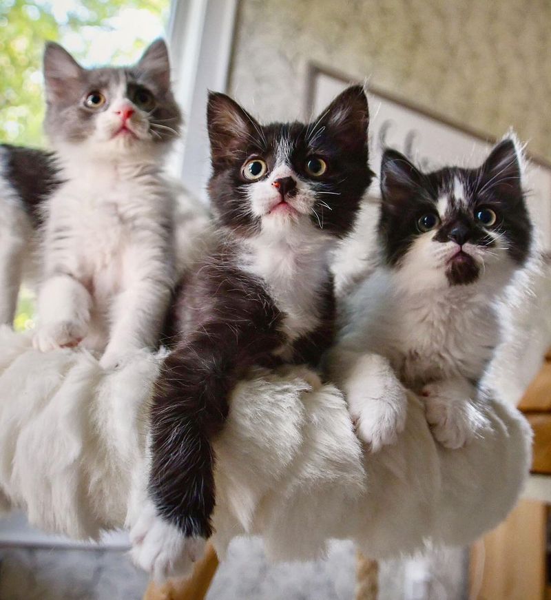 kittens cat tree