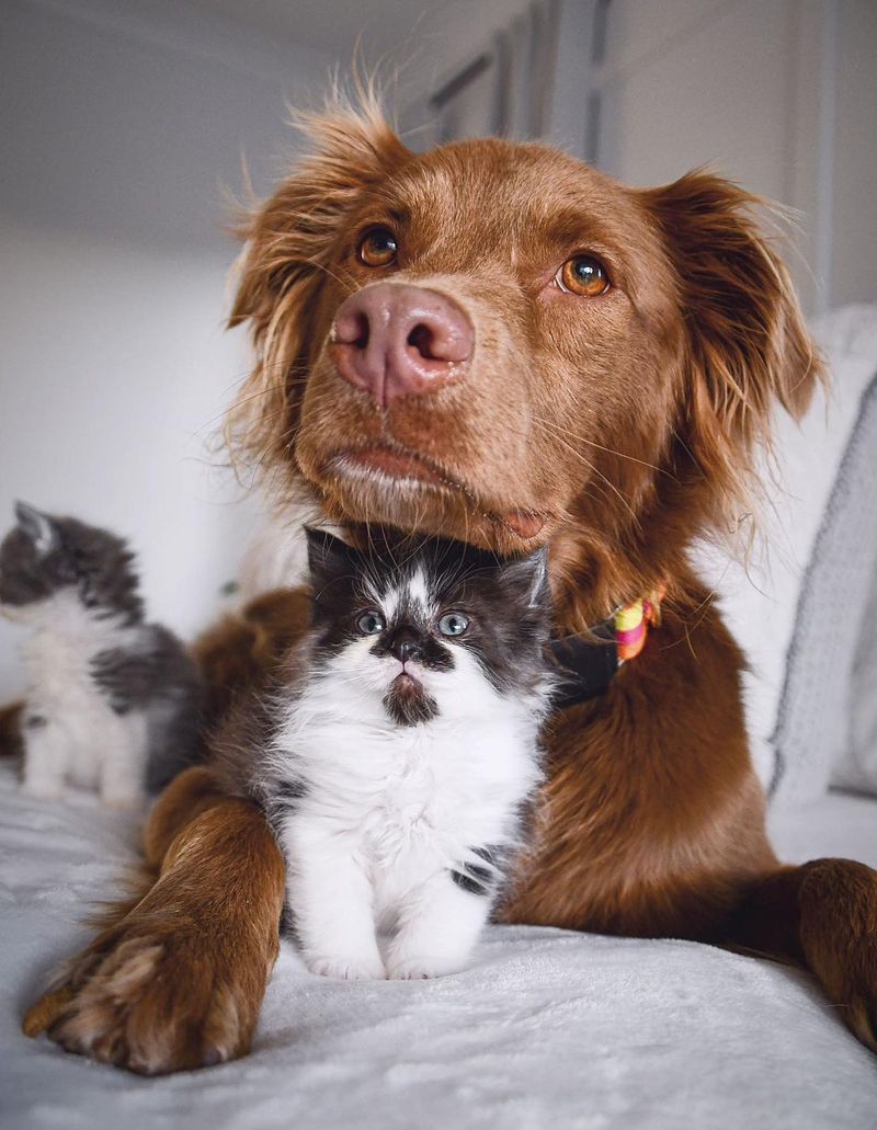 kitten snuggling dog