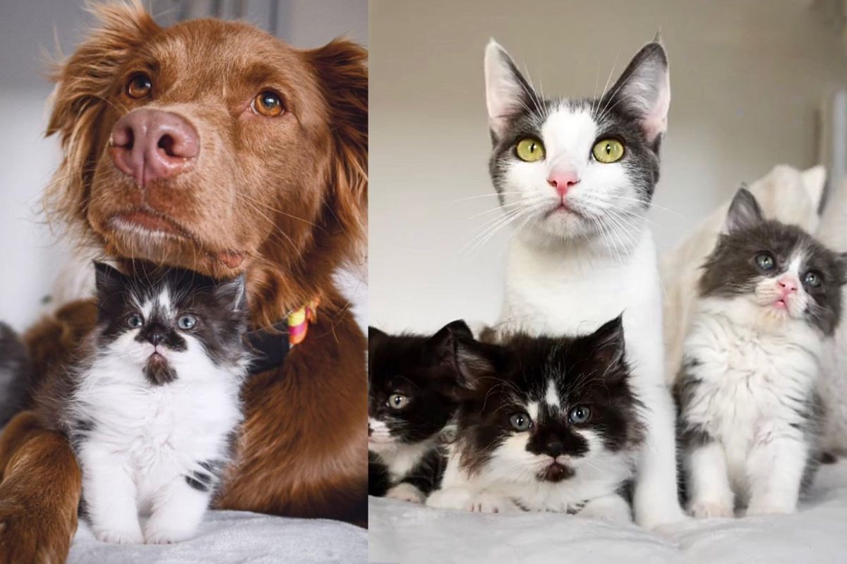 Cat So Happy She Finds Comfortable Place for Her Kittens, Even Lets Sweet Dogs Kitten-sit Them