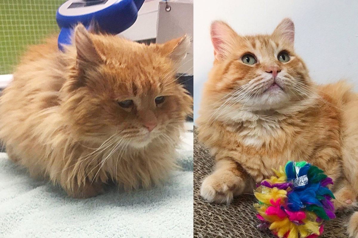 Cat Finds Someone to Help Him After Years on the Street, His Eyes Light Up and He Blooms into True King