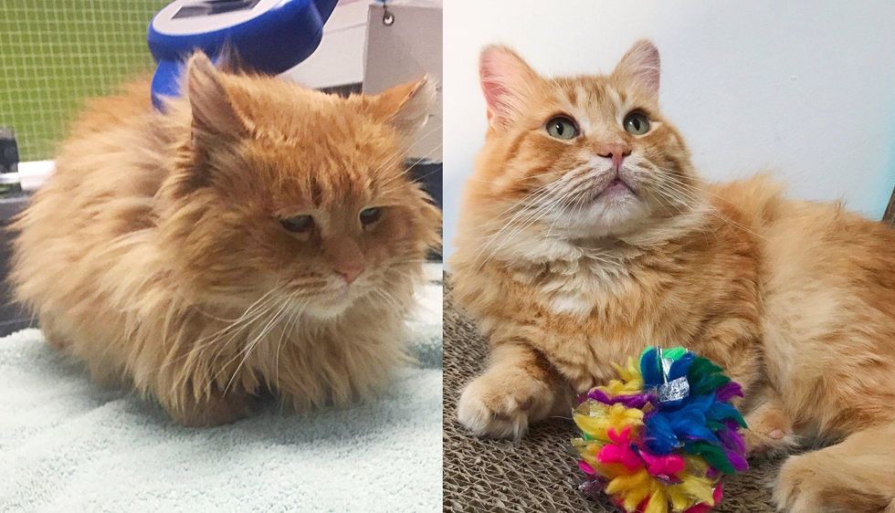 Cat Finds Someone to Help Him After Years on the Street, His Eyes Light Up and He Blooms into True King