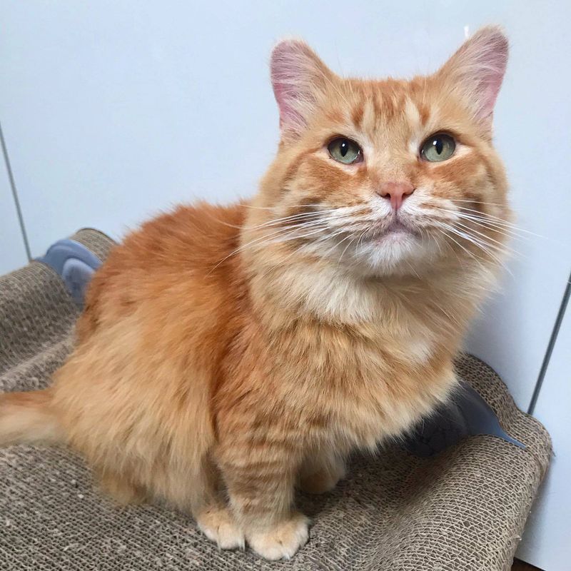 fluffy orange cat