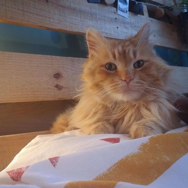 cat fluffy orange