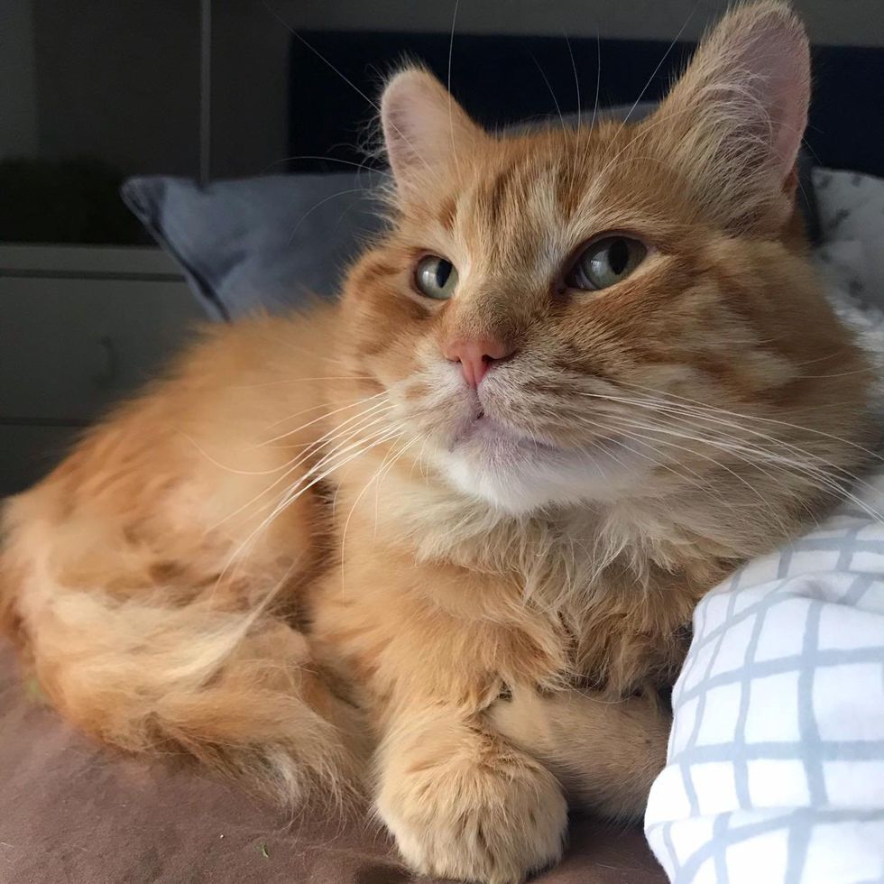 happy fluffy orange cat